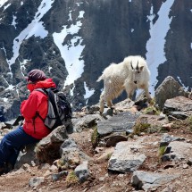 Very bold these Mountain Goats!